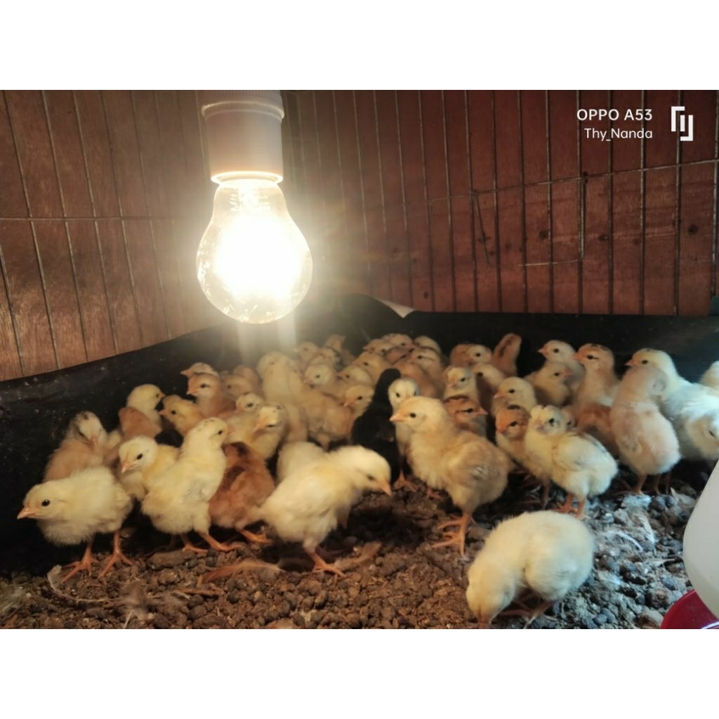 DOA IBU FARM/Doc Elba (Ayam Kampung Petelur)