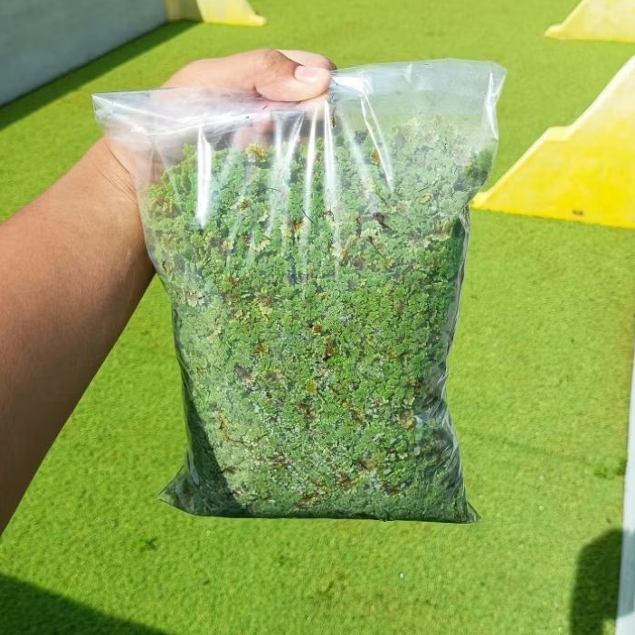Azolla Segar 1.2 Kg | Bibit Azolla | Pakan Ayam Bebek Puyuh Ikan Lele Nila Gurame Kambing Sapi | Pak