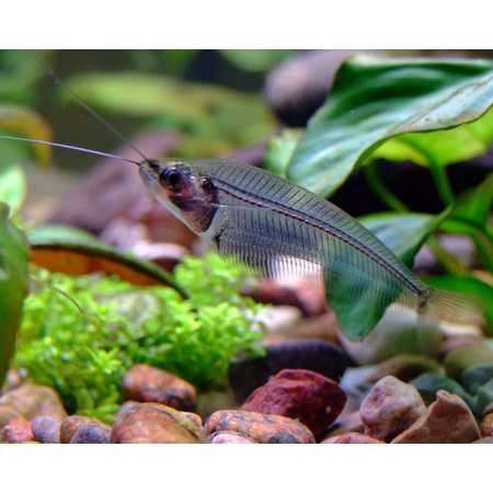 Lais Kaca / Lele Kaca / Ikan Hias Aquascape