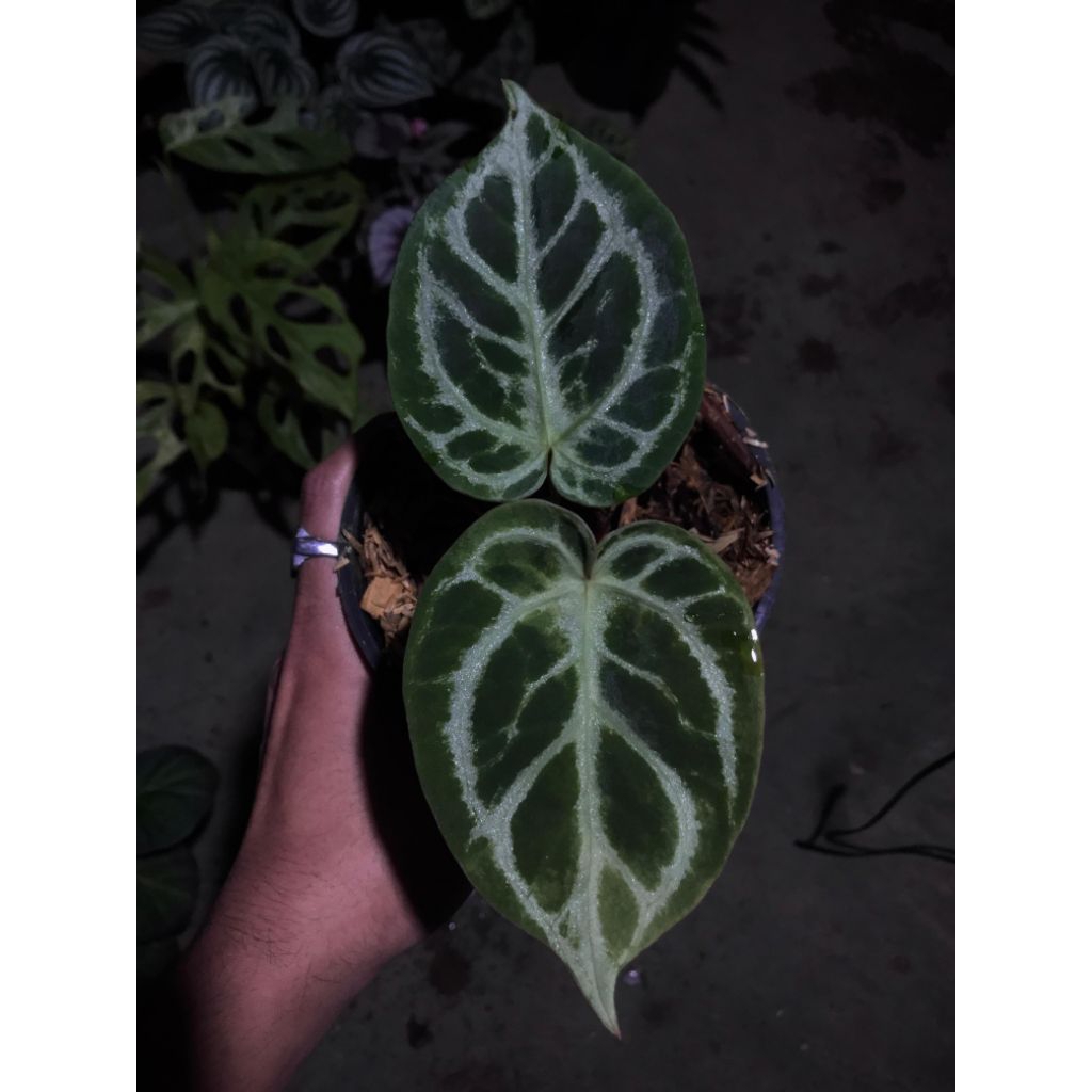 anthurium hu rc nse