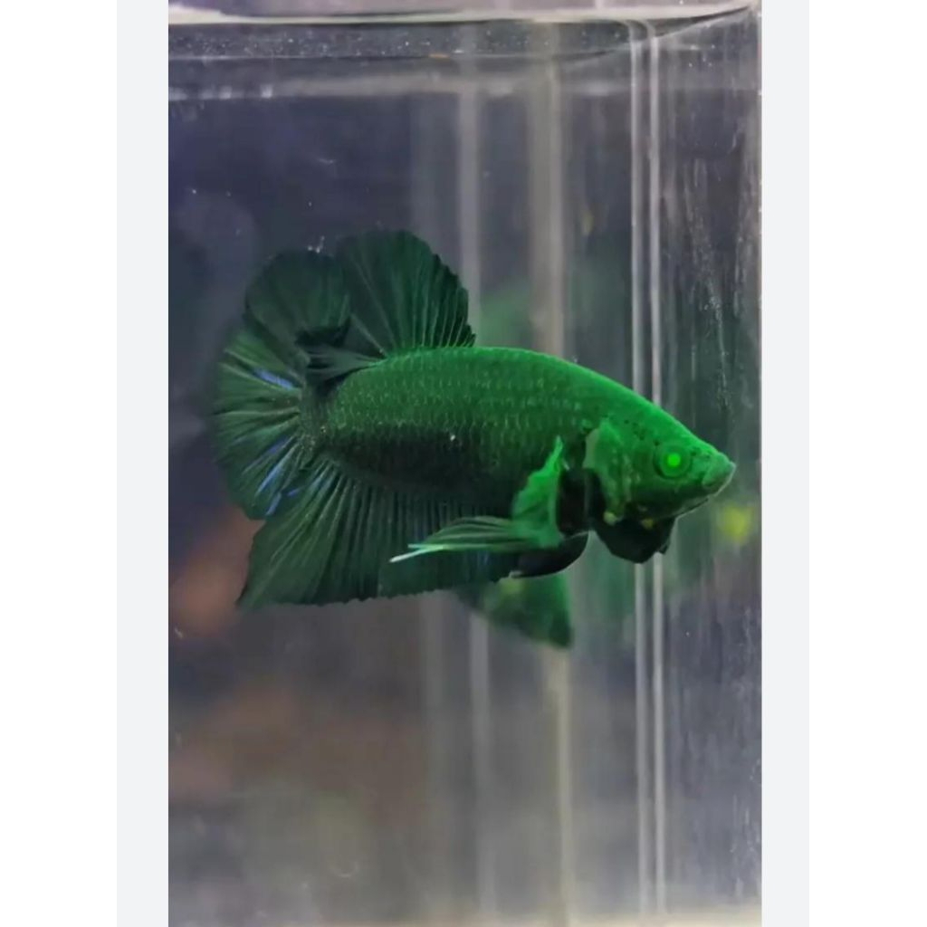 ikan cupang plakat avatar HULK green / eyes mata hijau idukan original impor thailand Gred A++ .jant