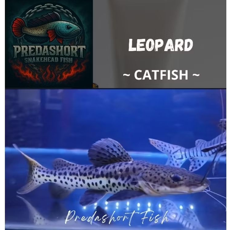 leopard Catfish berkualitas bergaransi 100% real