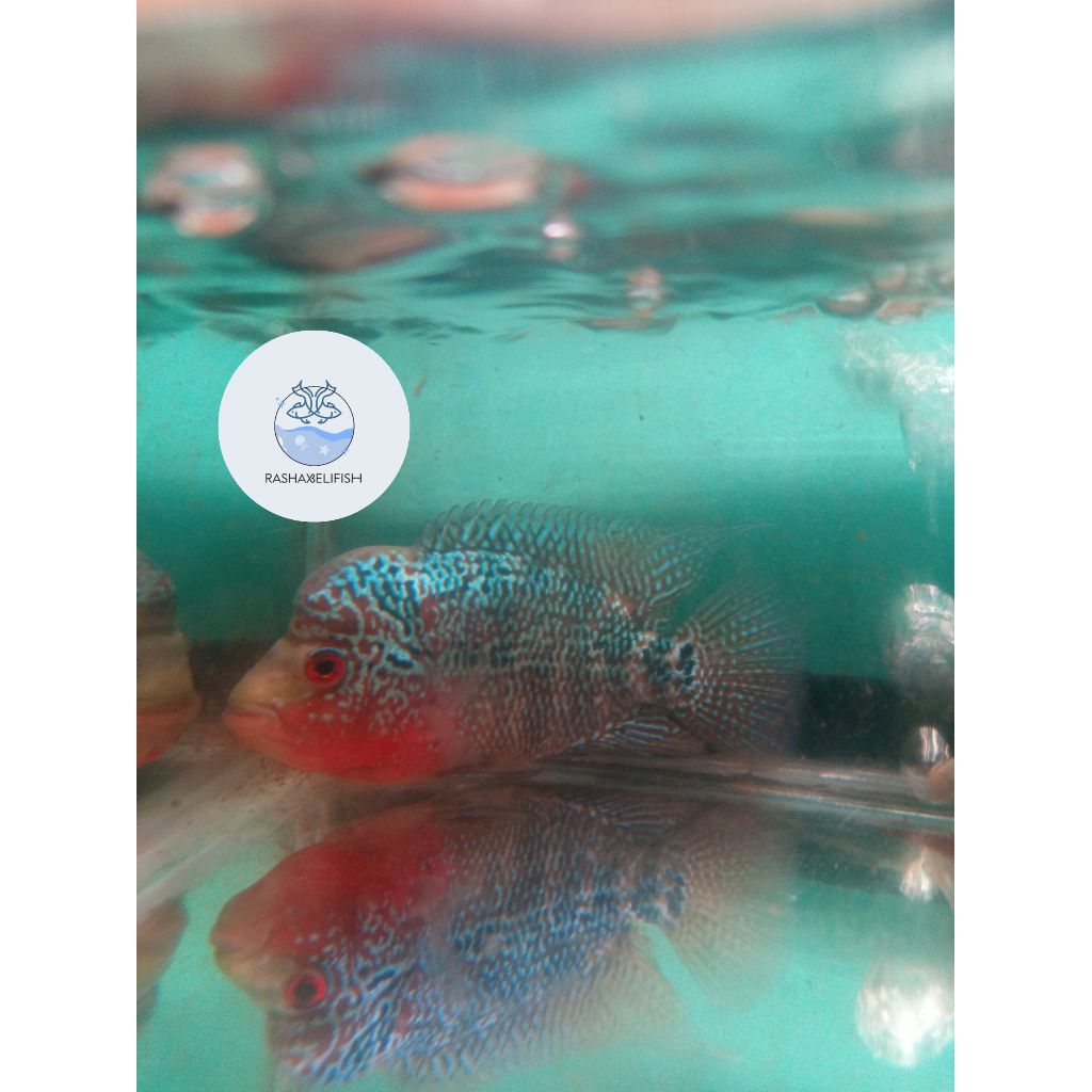 louhan super red dragon/srd 6-8cm