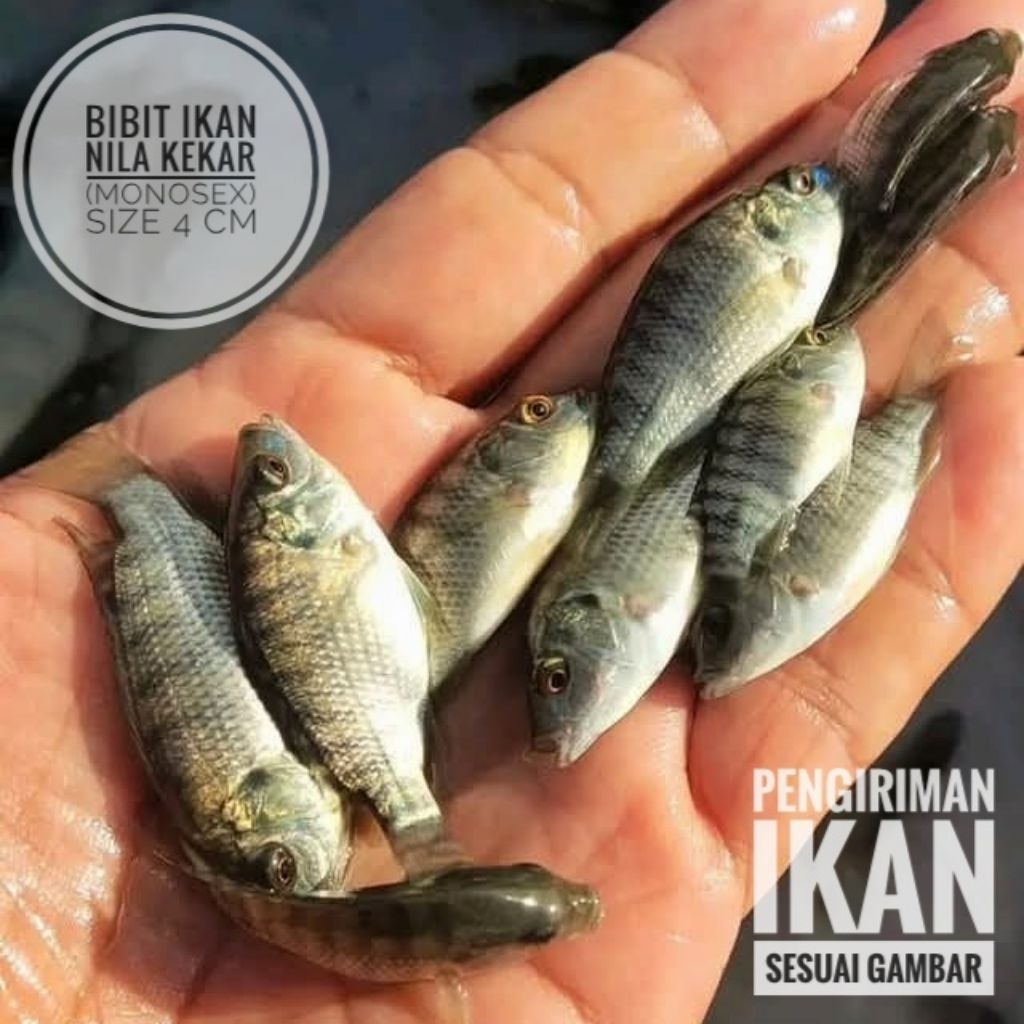Bibit ikan nila kekar (Monosex) Size 4-5cm - Bonus pakan