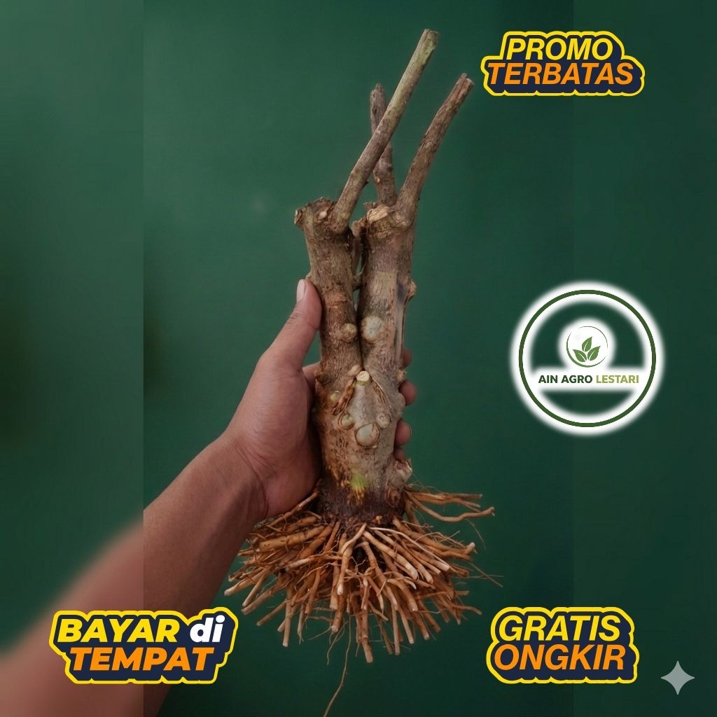 BONGGOL ANTING PUTRI BATANG PUTIH HASIL DONGKELAN (BAHAN BONSAI)