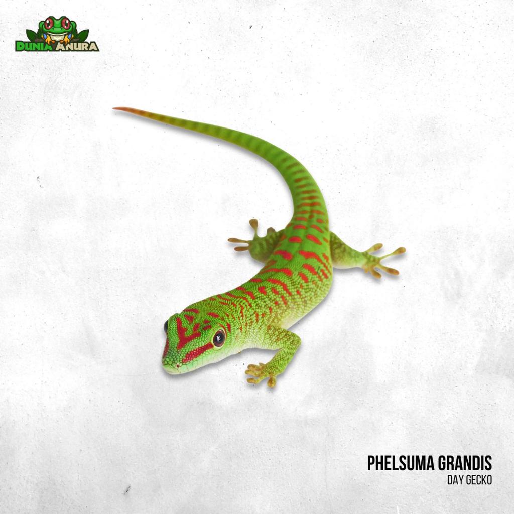 Madagaskar Giant Day Gecko