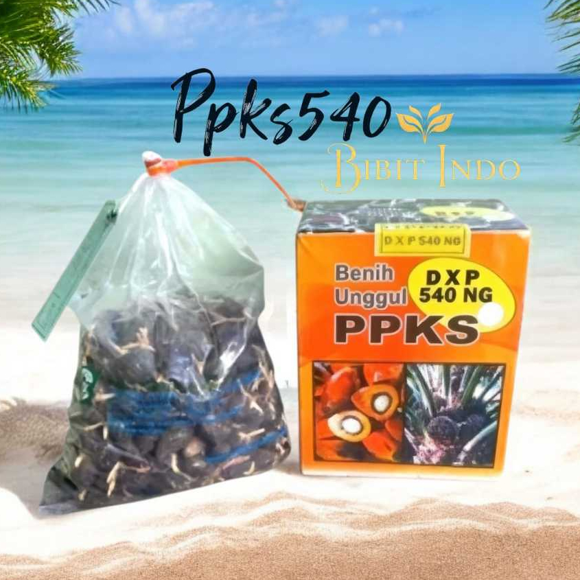 Bibit Kelapa Sawit Unggul Isi 250 Butir Bersertifikat Varietas PPKS 239 540 dll