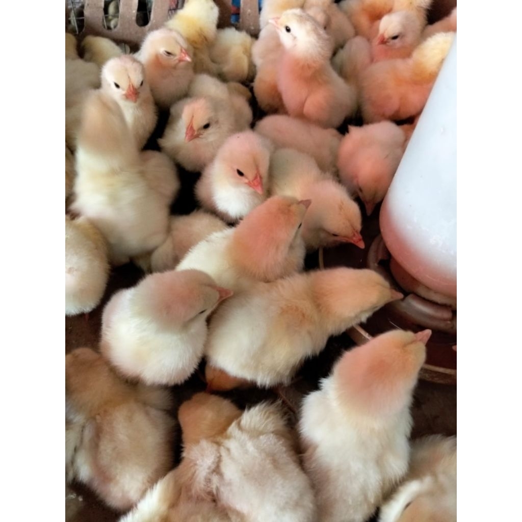 ayam negeri jantan - DOC pejatan - negeri jantan - ayam jantan