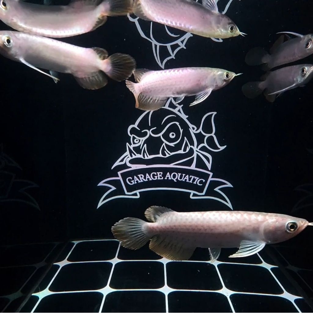 (INSATANT) AROWANA RED BANJAR METALIK IKAN HIAS PREDATOR AQUARIUM KOLAM