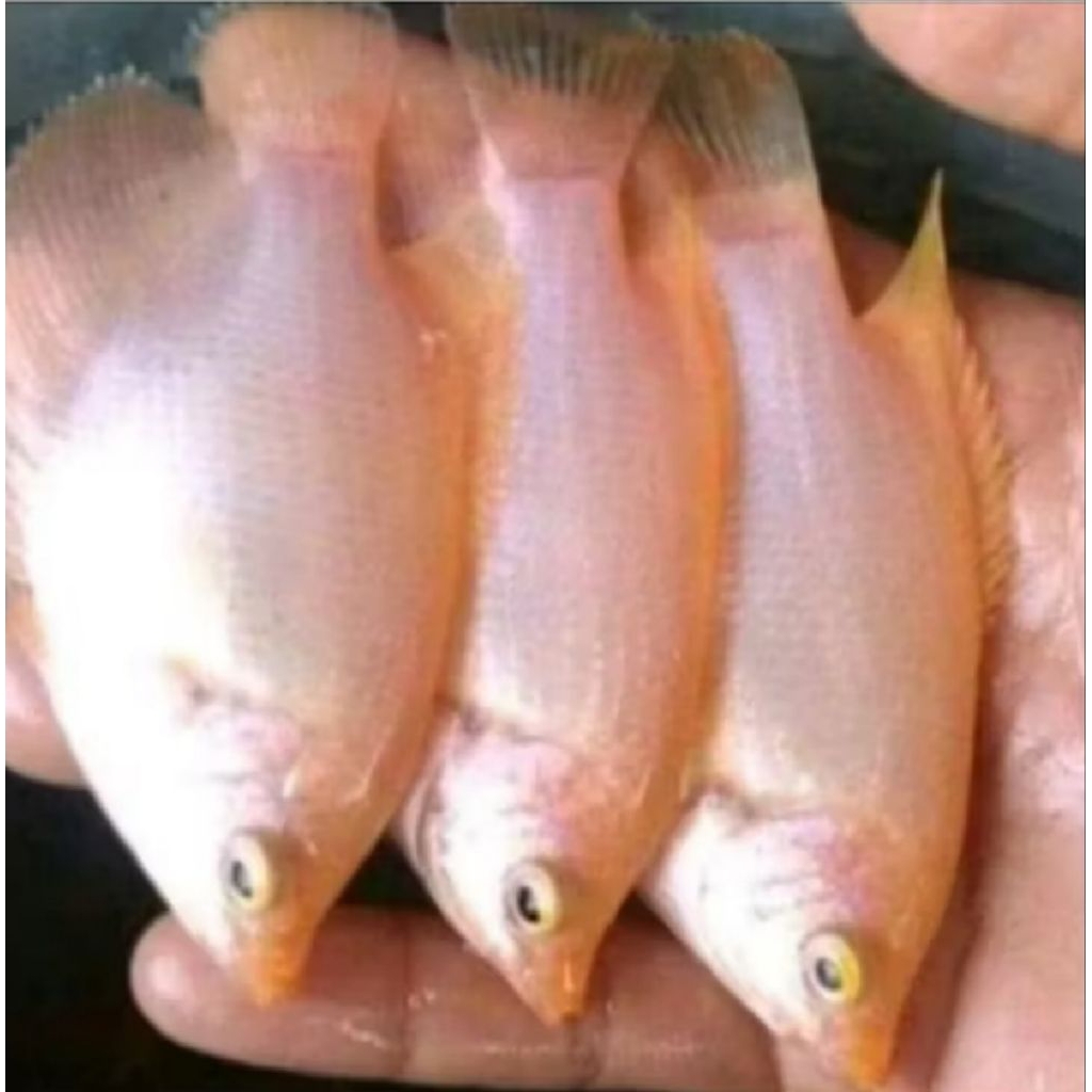 GURAME PADANG PAKET 5 EKOR UKURAN KOREK KAYU