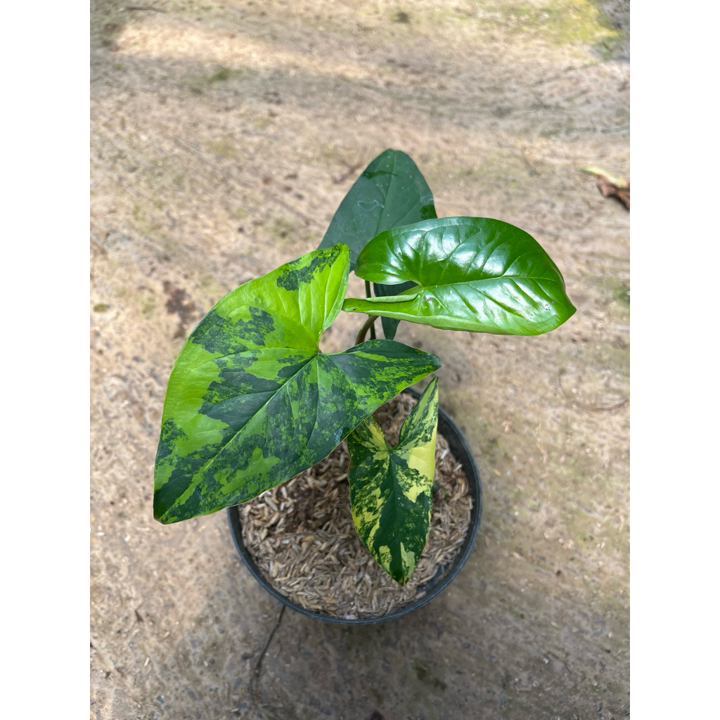 syngonium yellow variegated mamaciflowers