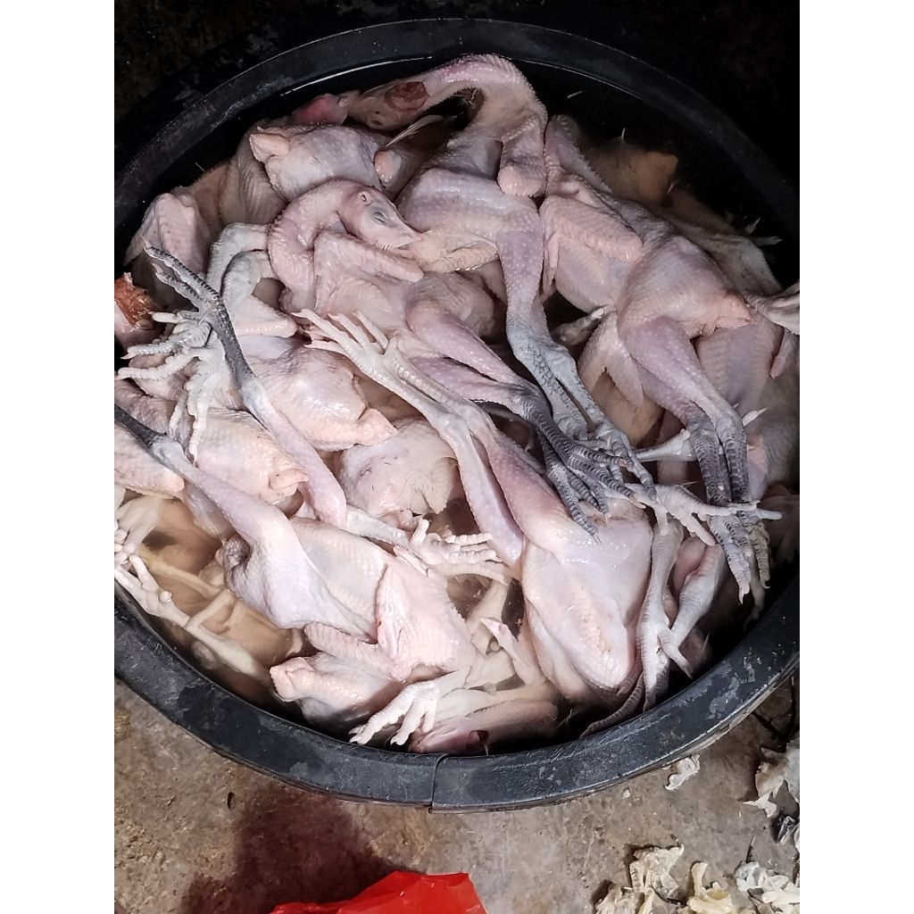 Pawon Thoimah - Ayam Kampung Asli Hasil Ternak Sendiri (Bukan Ayam Pejantan atau petelur)