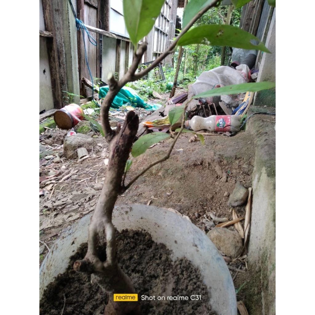 FRES DONGKEL BAHAN BONSAI TANAMAN BUNI WUNI