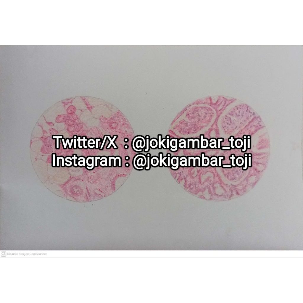 JASA GAMBAR HISTOLOGI BERWARNA | GAMBAR HISTOLOGI PREPARAT | JASA GAMBAR SEKOLAH | JASA GAMBAR KULIA