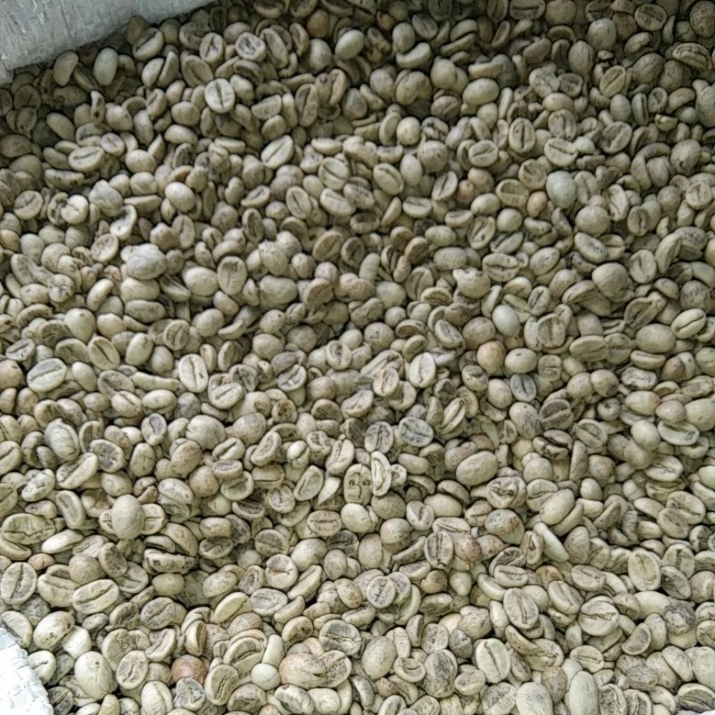 Kopi Arabika green bean Semi wash