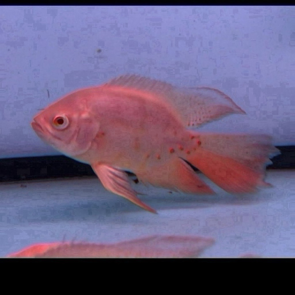 Oscar Tiger Albino Slayer 12-14cm