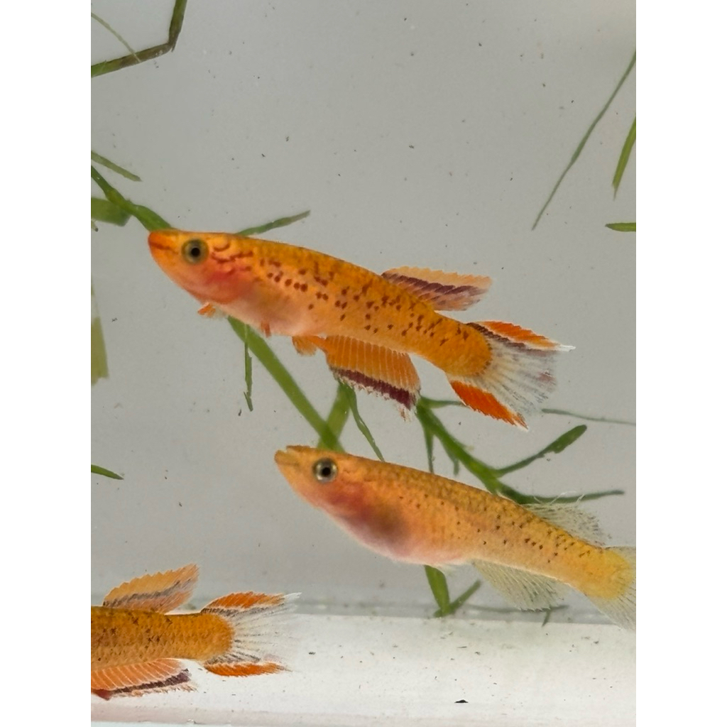 Killifish Orange Australe