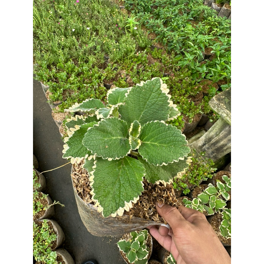 miana hijau corak putih stok terbatas