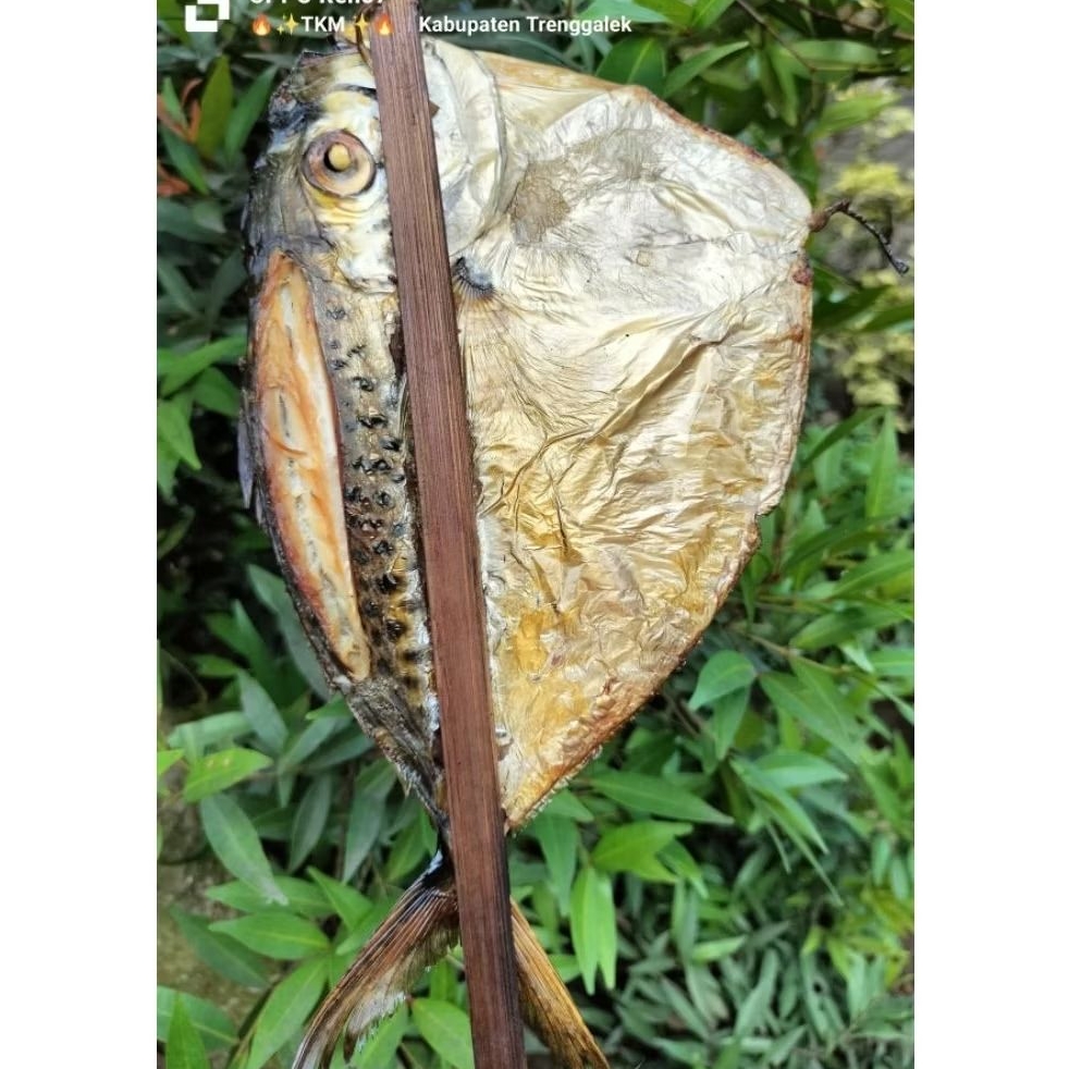 1EKOR IKAN ASAP SEMAR JUMBO