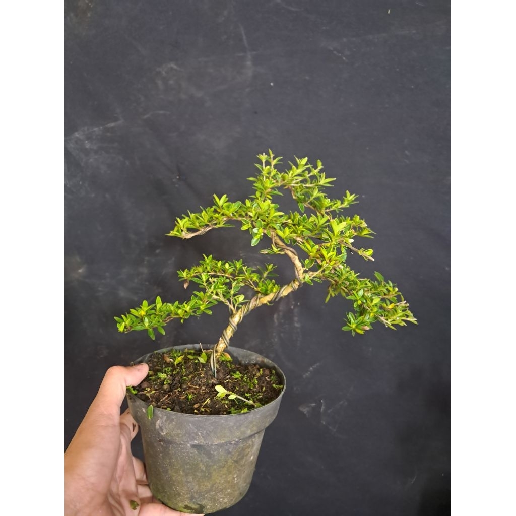 PROMO SPESIAL Bonsai Melati Jepang