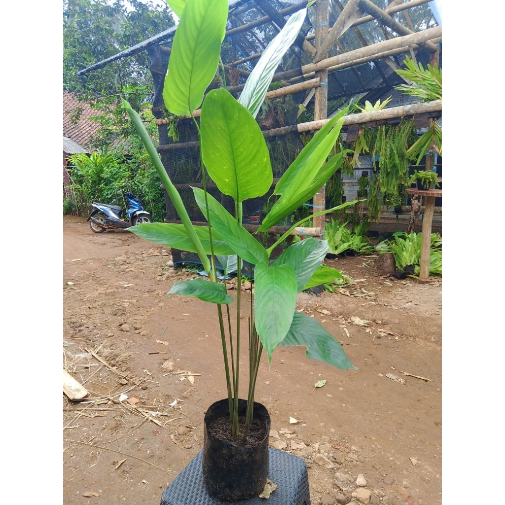 tanaman hias calatea lutea/pohon pisang -pisangan.. tinggi 30cm