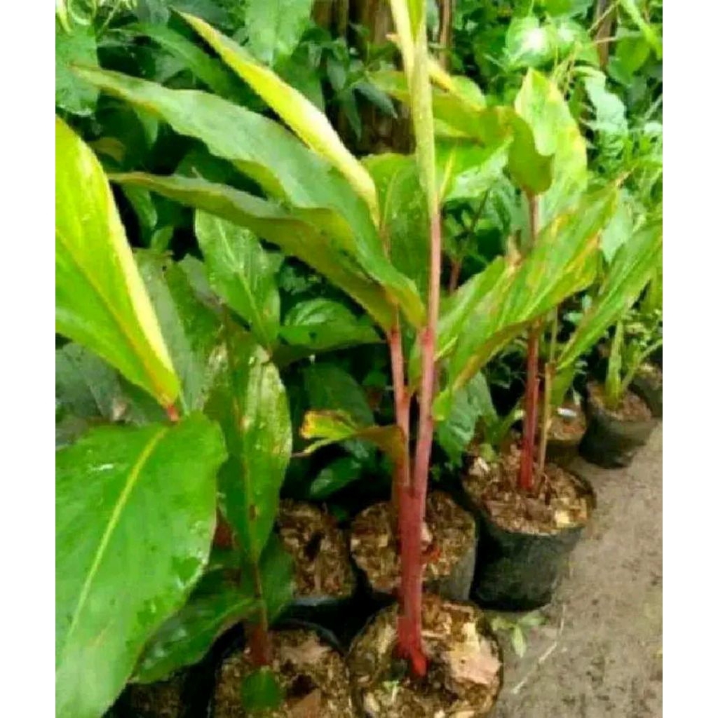 bibit kecombrang merah.combrang