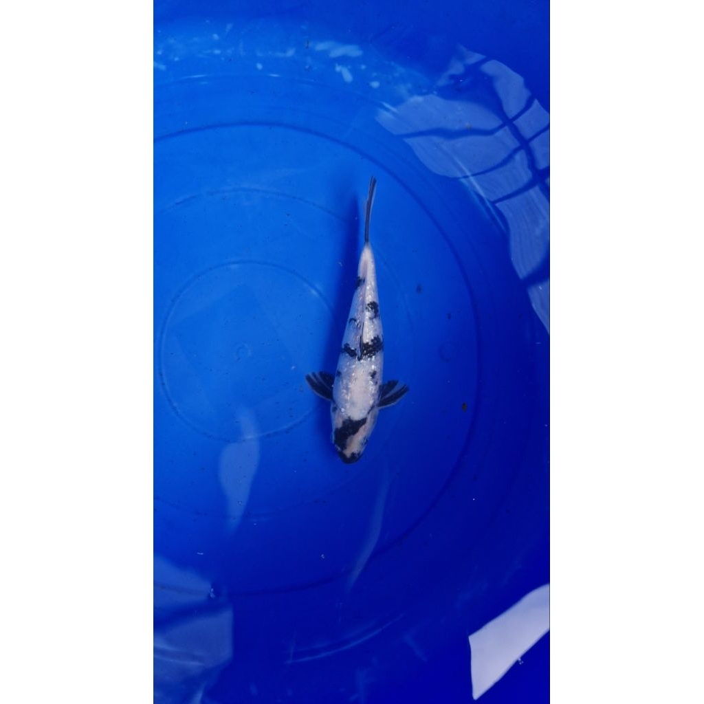 Koi Shiro Utsuri Ginrin