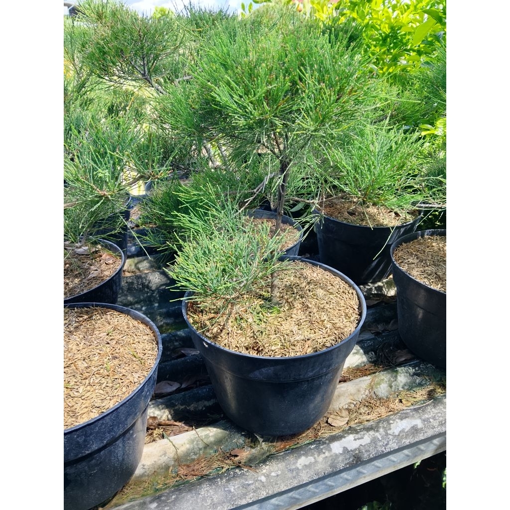 Cemara Udang Bahan Bonsai