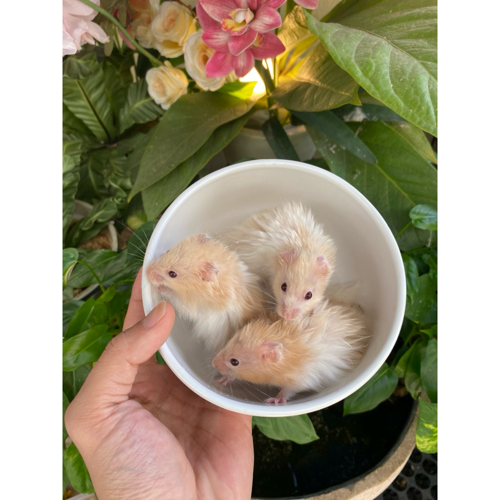 hamster syrian bulu long hair cream putih jantan