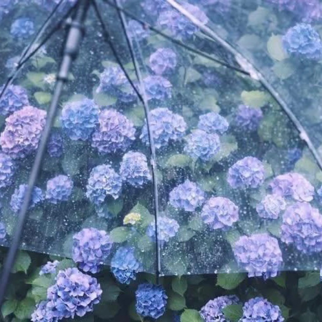 cherry blossom after winter