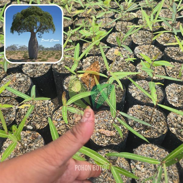 Bibit Queensland Bottle Tree/ Pohon Botol Queensland/ Brachychiton Rupestris