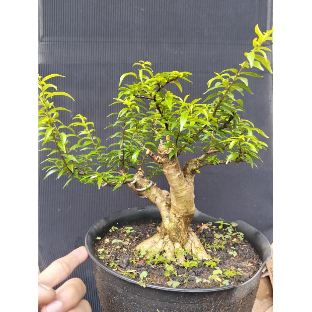 Bahan bonsai anting putri mikro sesuai foto