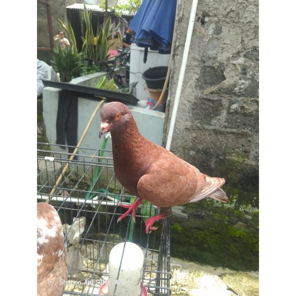 Merpati pasangan belom giring cewe cowo burung sehat gemuk ga penyakitan