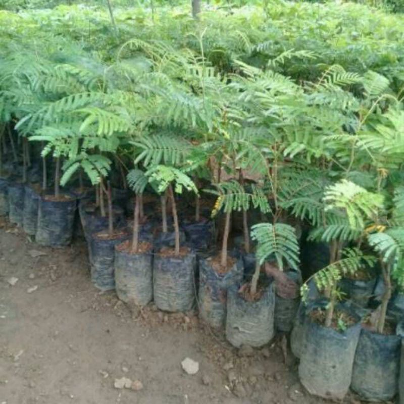 TANAMAN PETAI HIBRIDA / BIBIT PETE OKULASI CEPAT BERBUAH