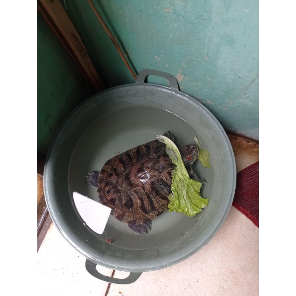 Kura-Kura Brazil Indukan