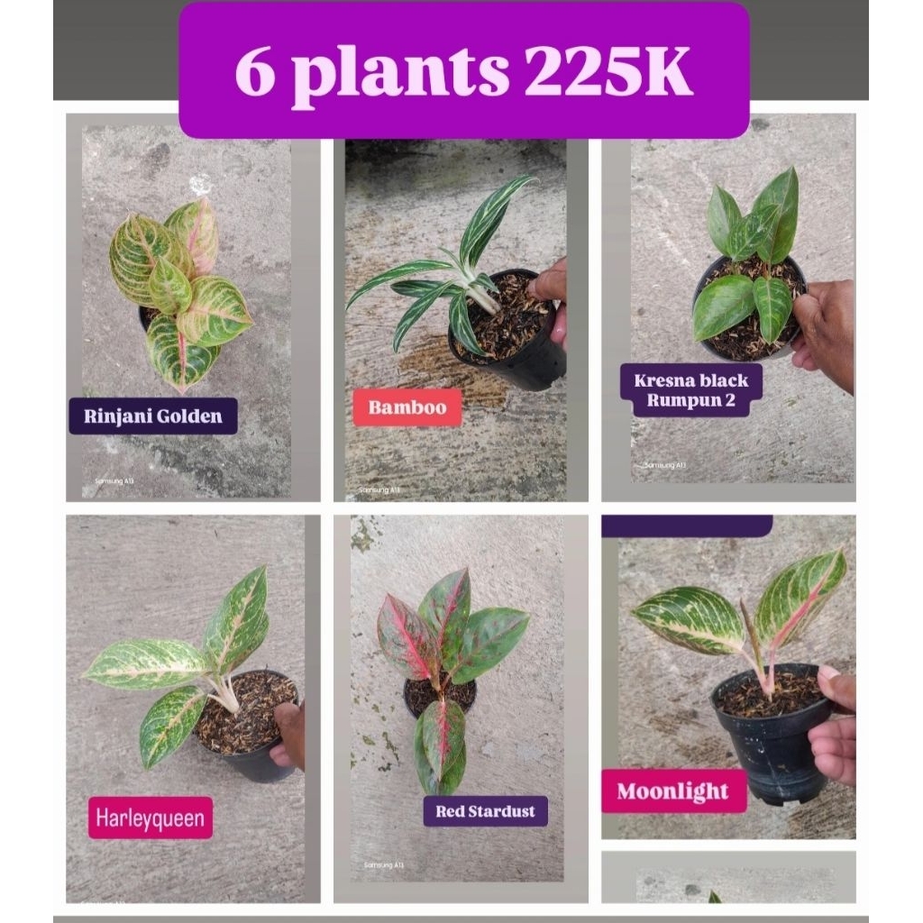 Paket 6 Aglonema 225K = Rinjani golden, Bamboo, Kresna black Rumpun 2, Harleyqueen/HQ, Red stardust,