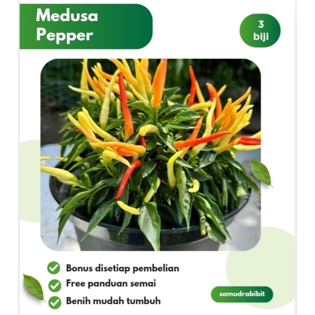 Benih Cabe Pelangi Medusa Bibit Cabe Hias
