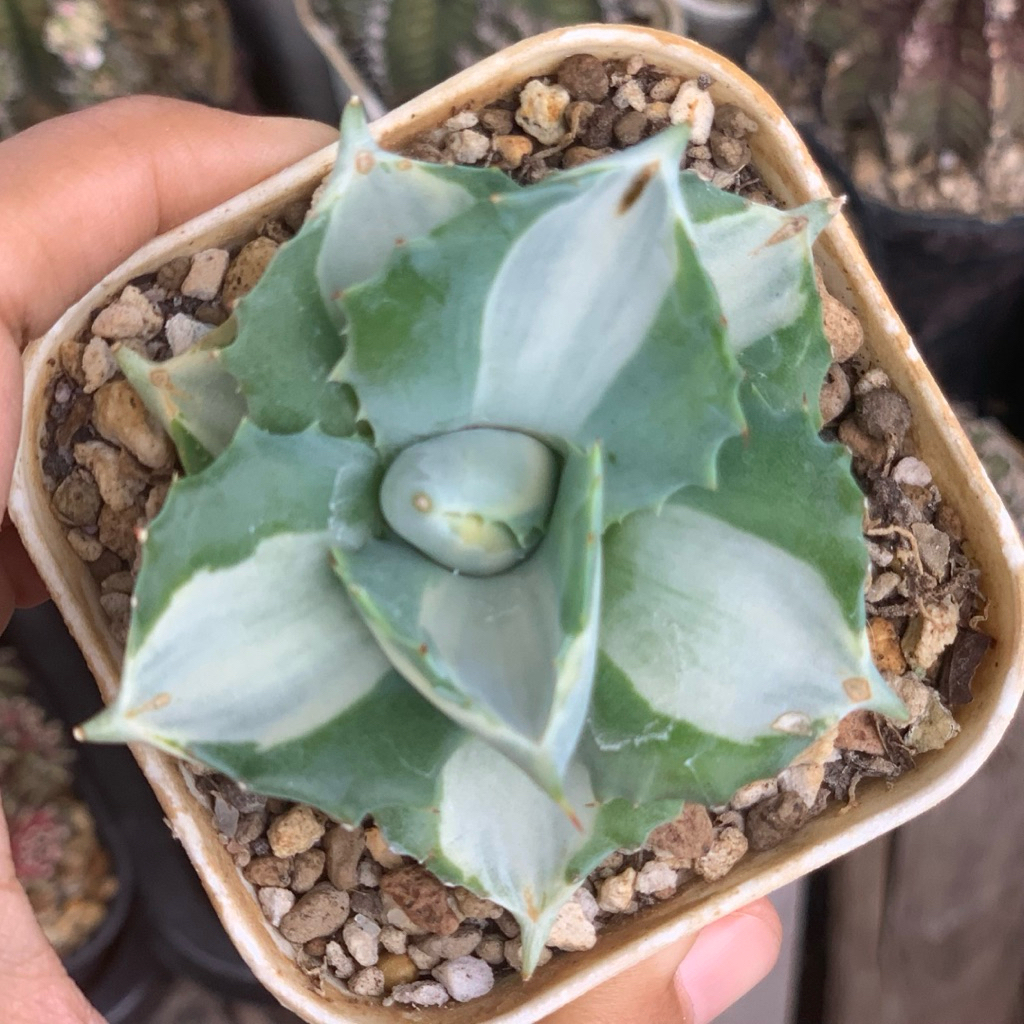 Agave Shiro raijin tanaman sukulen jumbo hias hidup gurun hobby hobi hadiah gift koleksi lucu unik