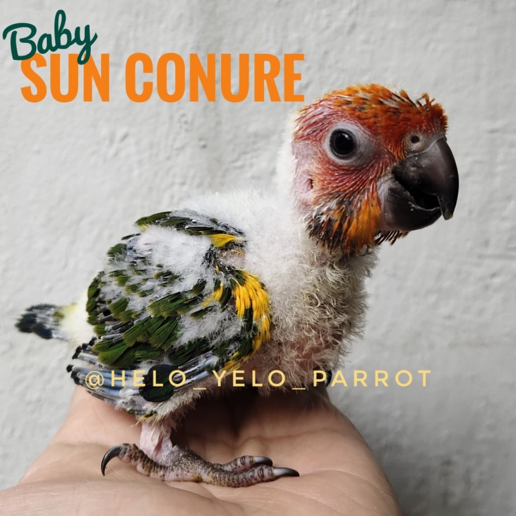 Baby Sun Conure / sunconure / SC