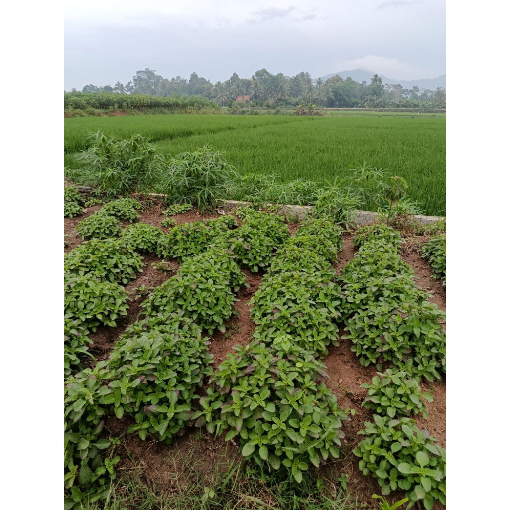 Bibit Stek Kentang Hitam