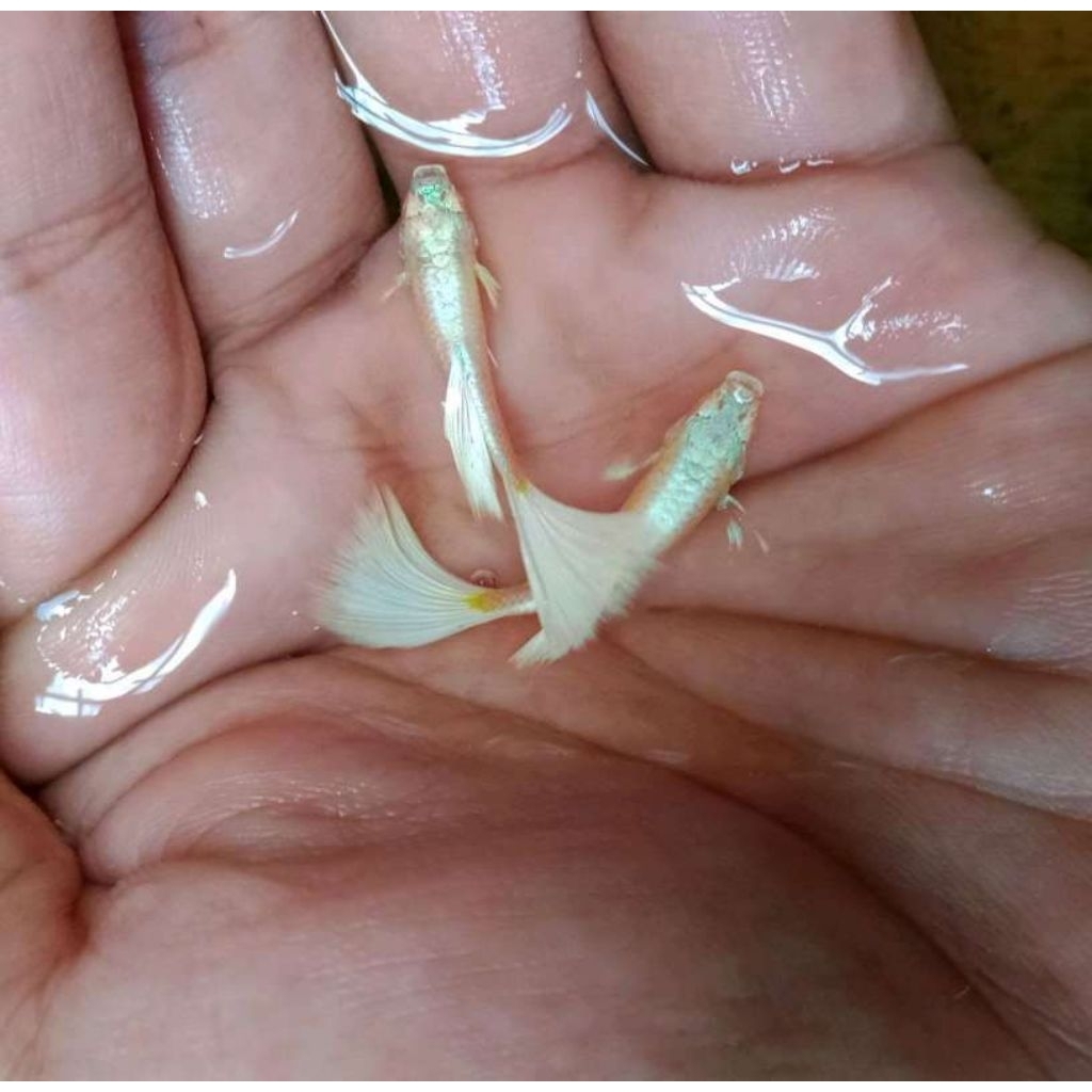 Guppy AFP/Albino full platinum