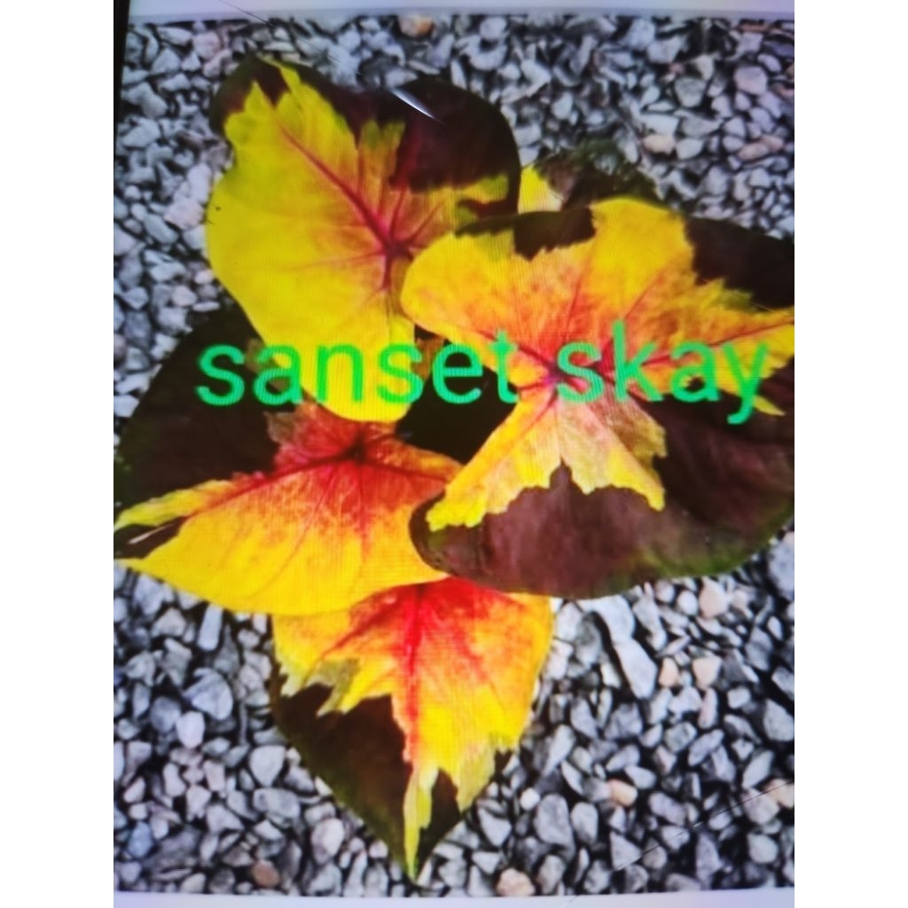Tanaman caladium sanset sky thailand remaja