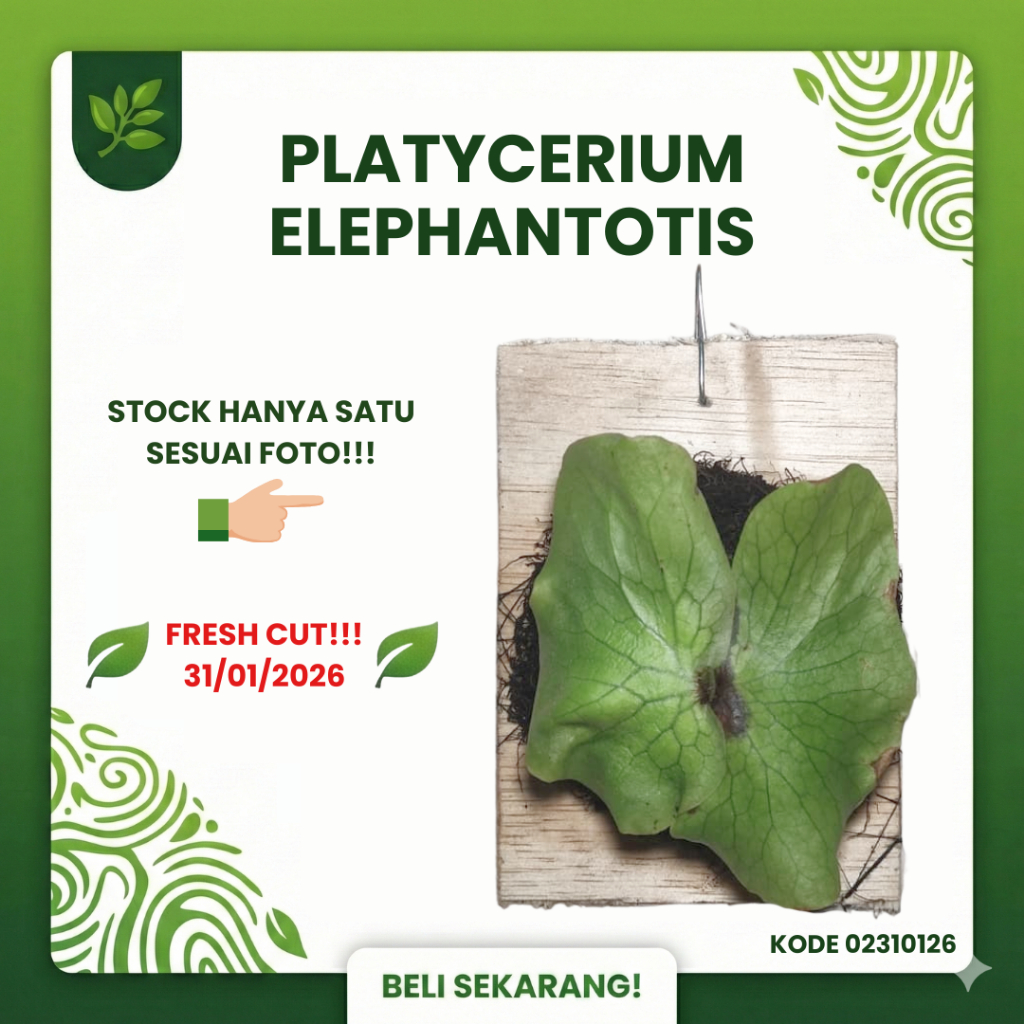 SESUAI FOTO - Platycerium Elephantotis Pup Anakan Fresh Cut dari Indukan Sp - Simbar Menjangan Gajah