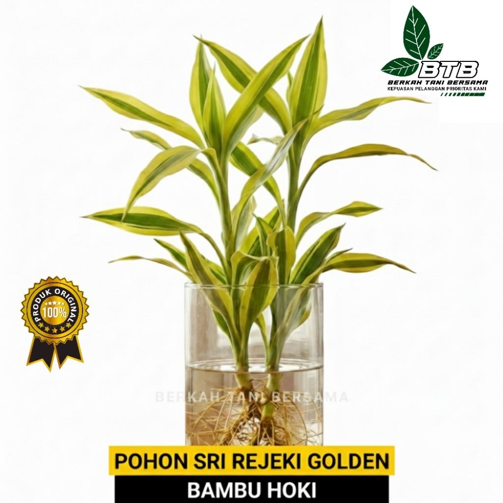 Stok Tersedia Pohon Sri Rejeki Golden Bambu Hoki Tanaman Hias Rumah Kantor Bisa Hidup Di Air