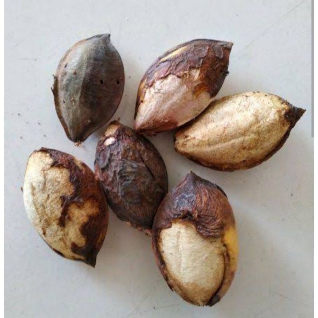 Buah biji Ketapang untuk pakan burung