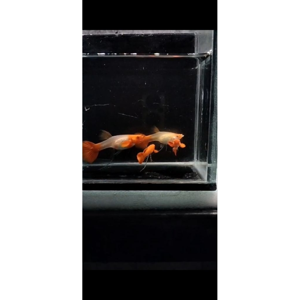 obat ikan albino koi ribbon