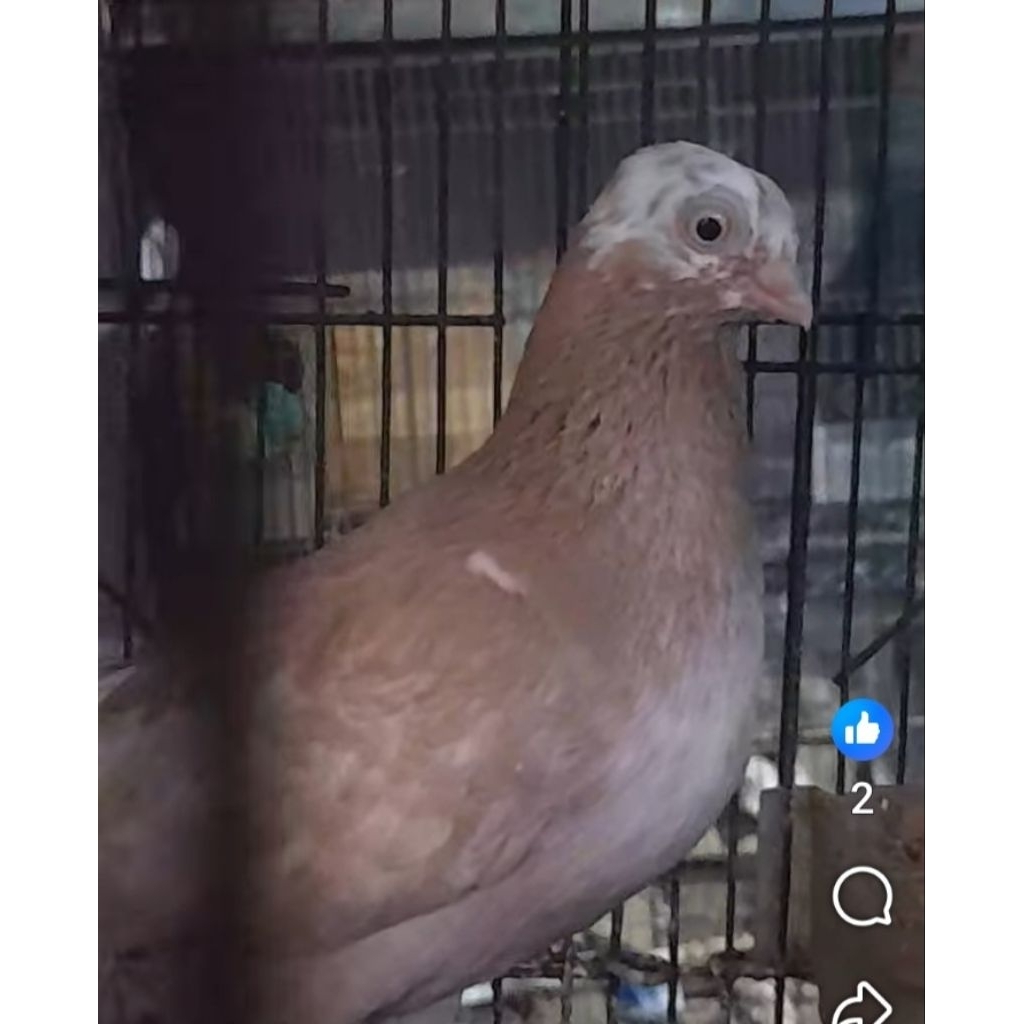 BURUNG MERPATI HIAS WINA SEPASANG "burung sesuai foto dan video" satuan