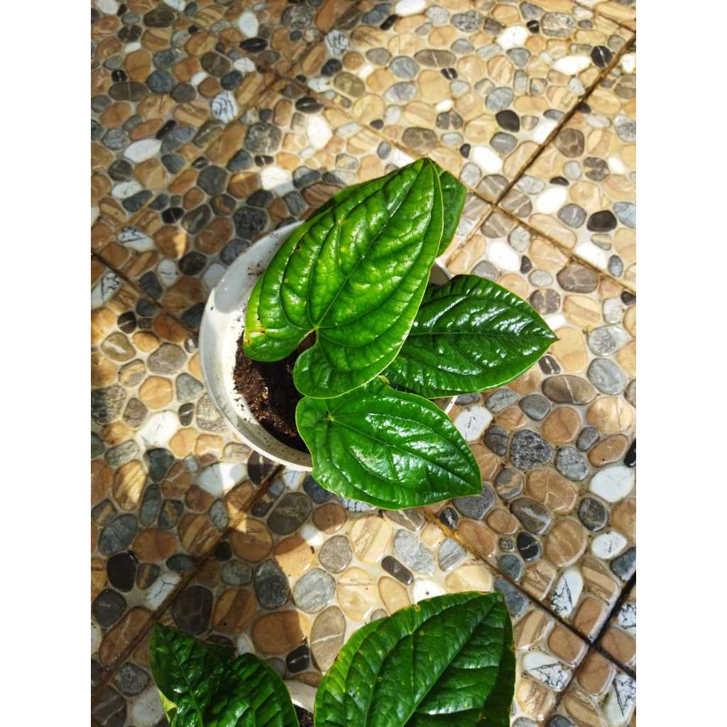 Tanaman Hias  Anthurium Sirih atau Anthurium Radicans, dijual tanpa pot, besar/tinggi sekitar 25cm h