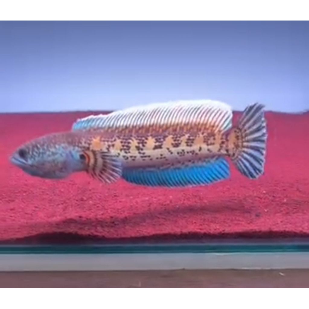 auranti cb size 3-5 cm (3 pcs)