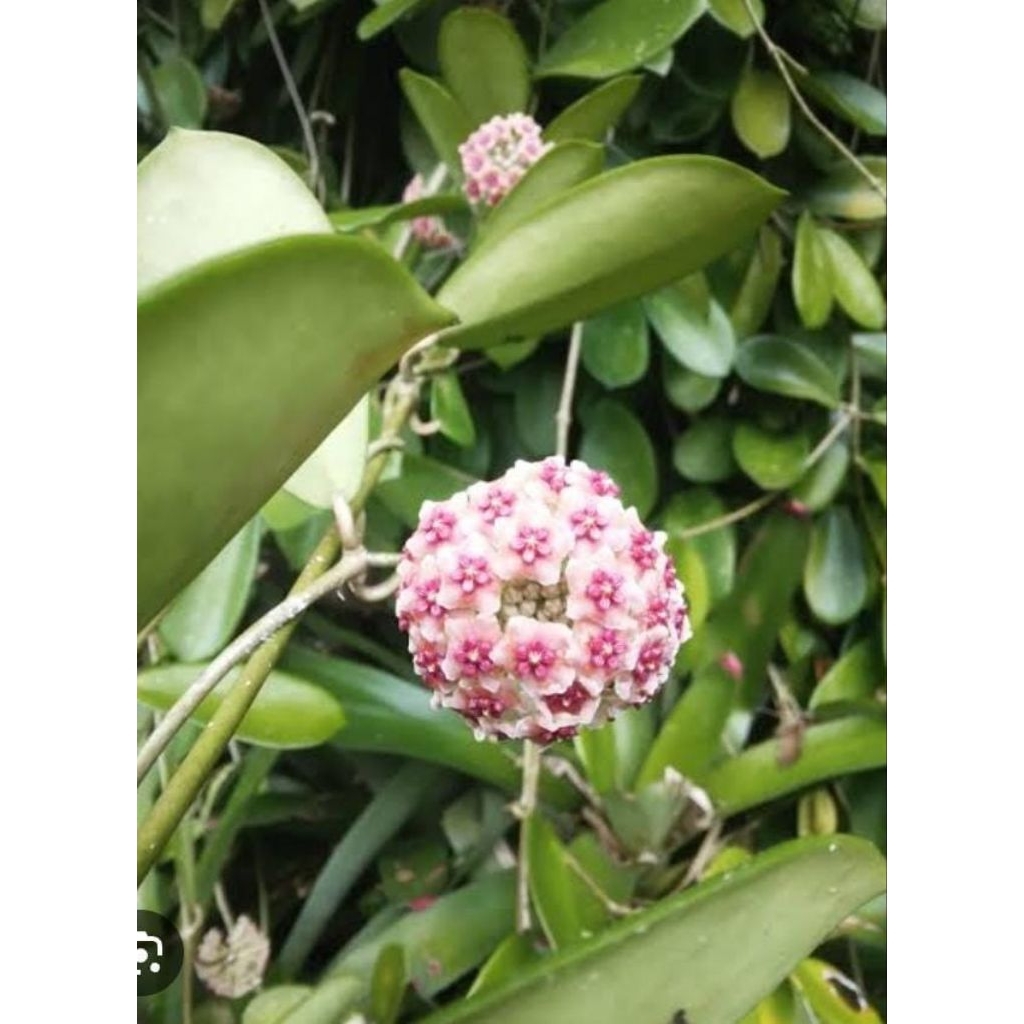 Tanaman Hias Hoya Difersipolia Rimbun